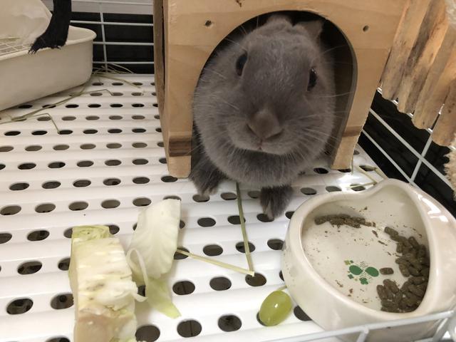威嚇するウサコッツ ウサコッツ飼育日記 威嚇するウサコッツ ウサコッツ飼育日記
