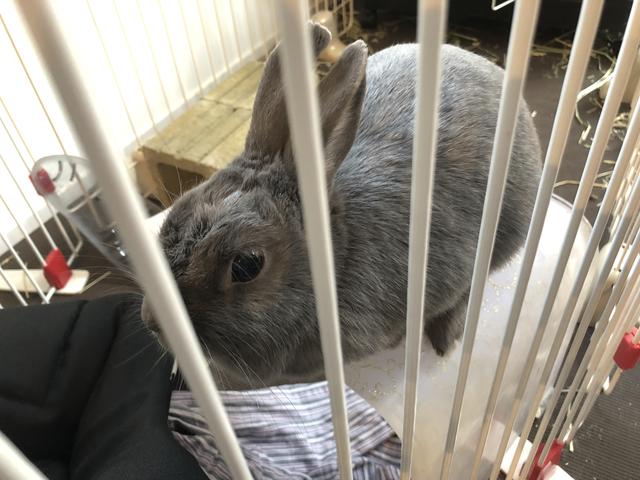 バスチェア に乗るウサコッツ ウサコッツ飼育日記