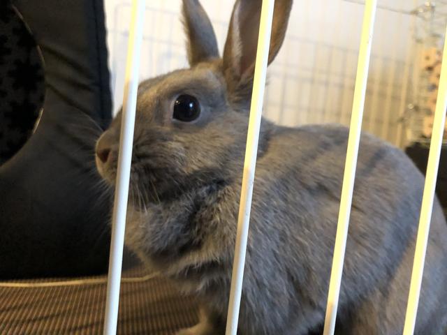 夕陽をあびるウサコッツ 黄昏れるウサギ ウサコッツ飼育日記