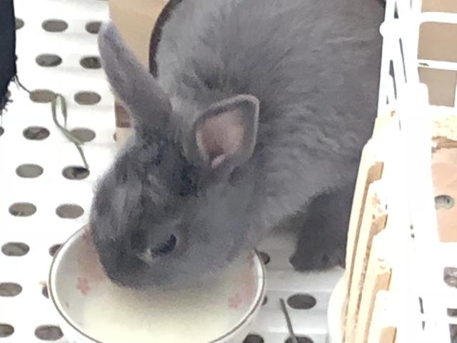 大人になって思い出したミルクの魅力 ウサコッツ飼育日記
