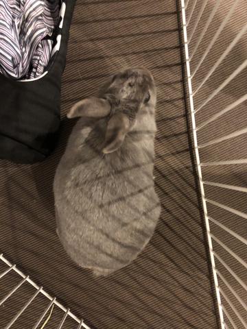 めり込むうさぎ 指をなめる ウサコッツ飼育日記 めり込むうさぎ 指をなめる ウサコッツ飼育日記