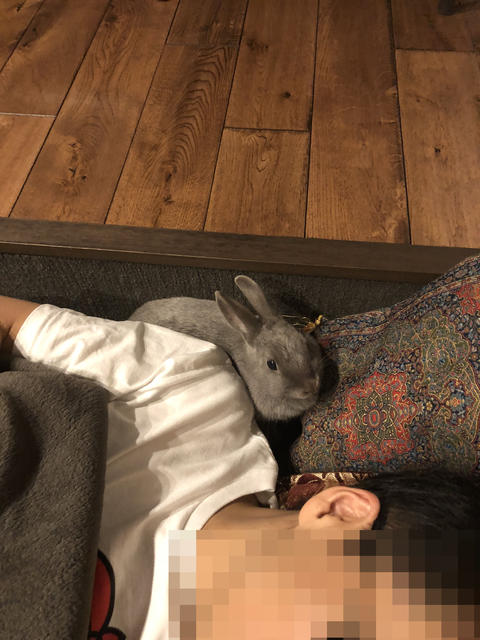 ウサコッツの熱い吐息 耳元で遊ぶウサコッツ ウサコッツ飼育日記