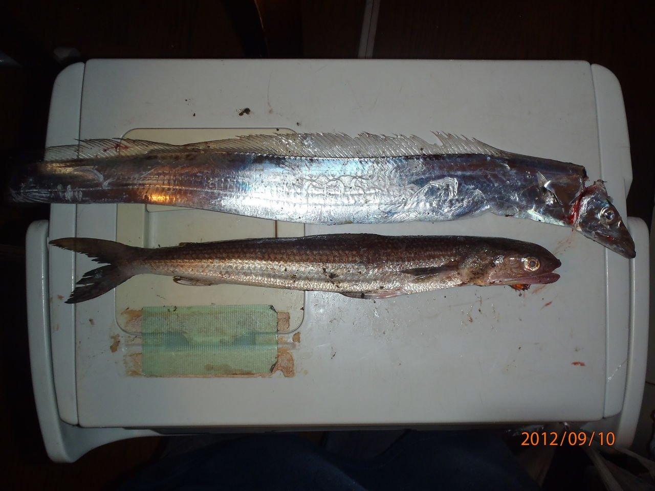 秋の始まり ハゼ釣り 夜釣り タチウオ サビキ釣り 大阪の釣りバカj O 秋の始まり ハゼ釣り 夜釣り タチウオ サビキ釣り 大阪の釣りバカj O