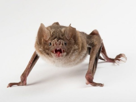 vampire-bat-blood-taste-buds-01-600x450_600x450