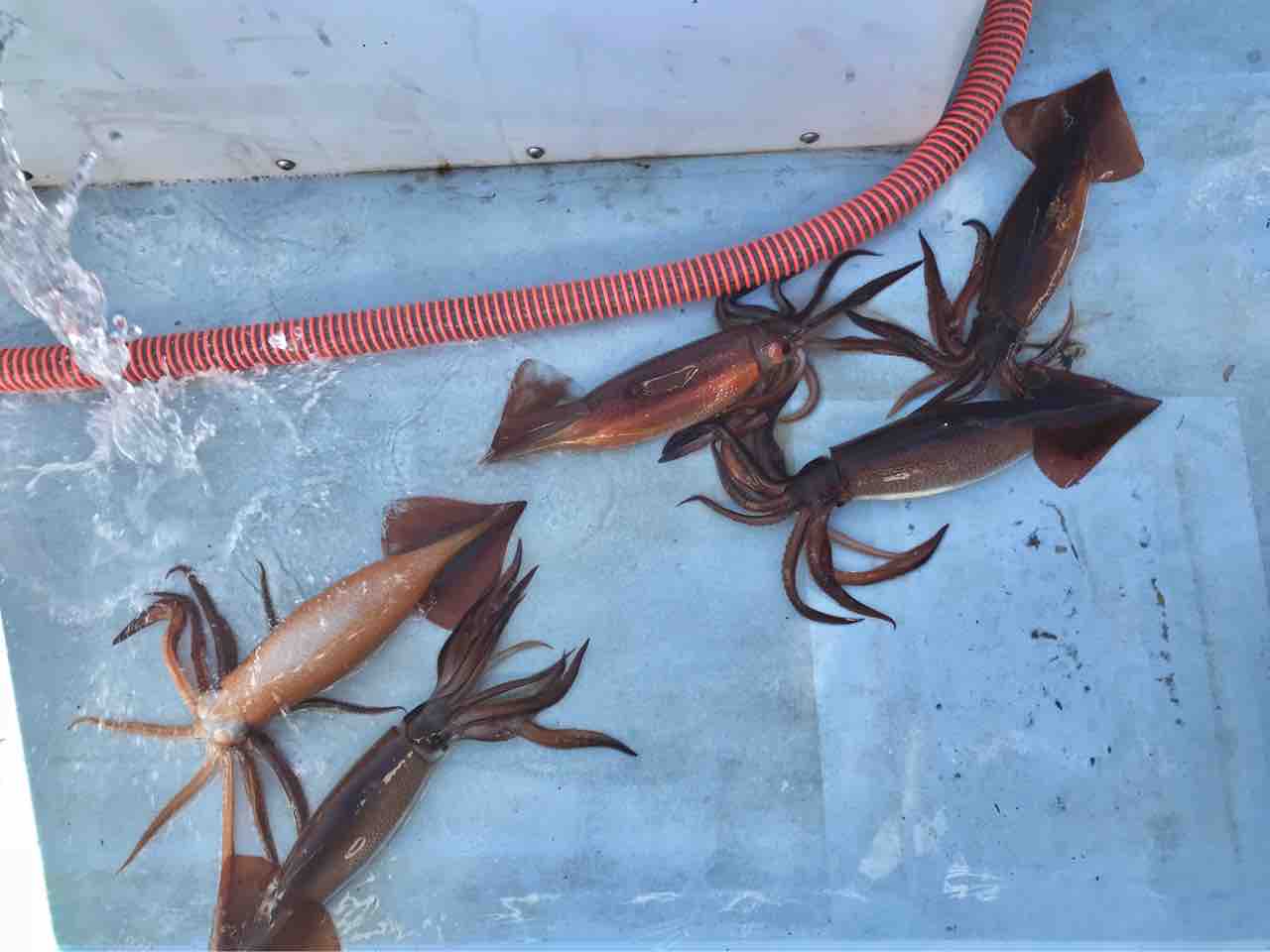 18 1スルメイカ 房総 船釣りブログ