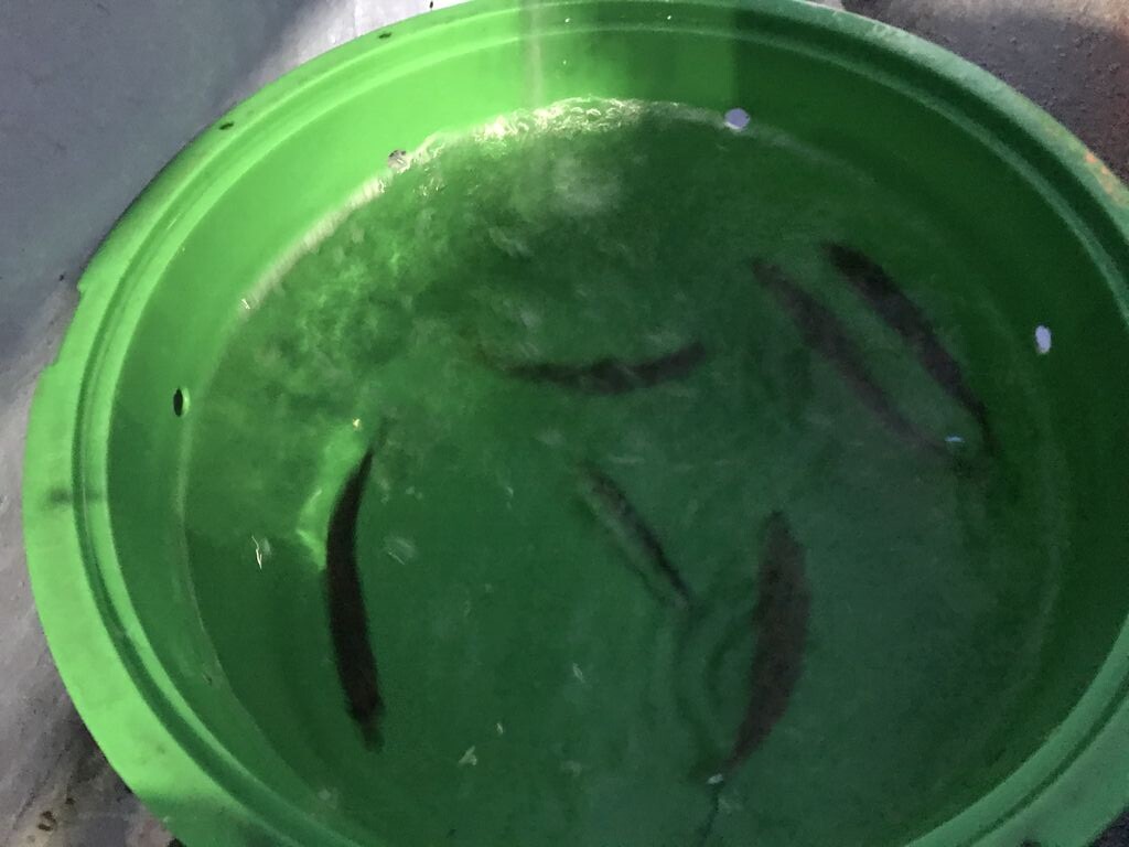 19 12ヒラメ 房総 船釣りブログ 19 12ヒラメ 房総 船釣りブログ