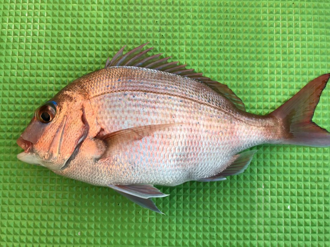 17 11ワラサ 房総 船釣りブログ