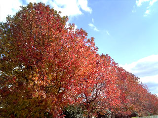 紅葉