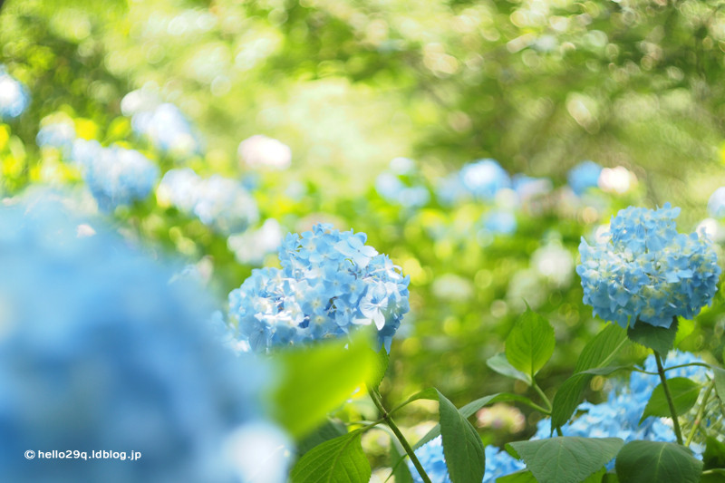 紫陽花:相模原北公園
