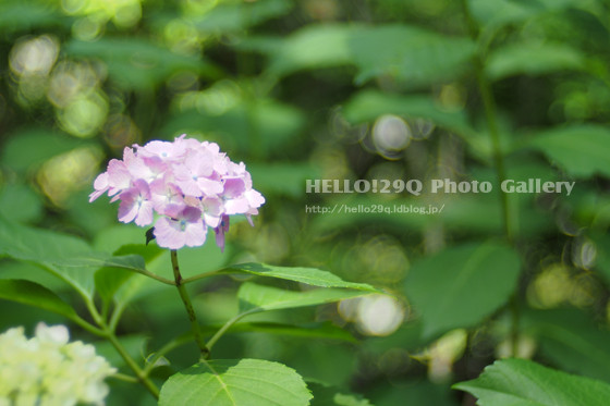 横浜公園:紫陽花