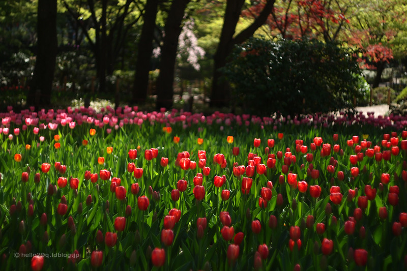 横浜公園:チューリップ
