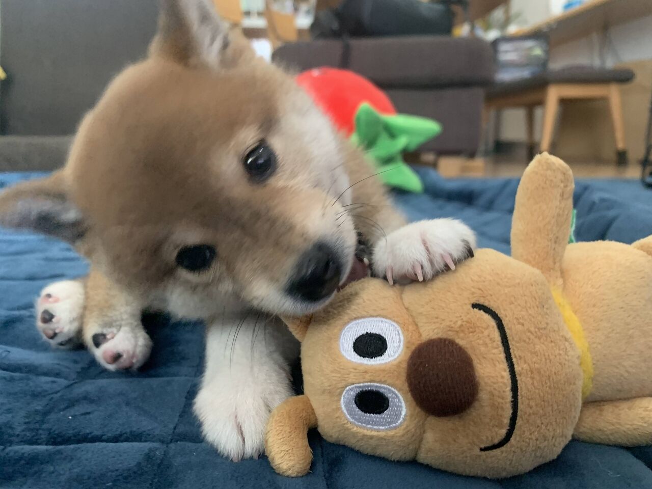 柴犬ファンクラブ127 ゆるりとあにまる通信 柴犬ファンクラブ127 ゆるりとあにまる通信