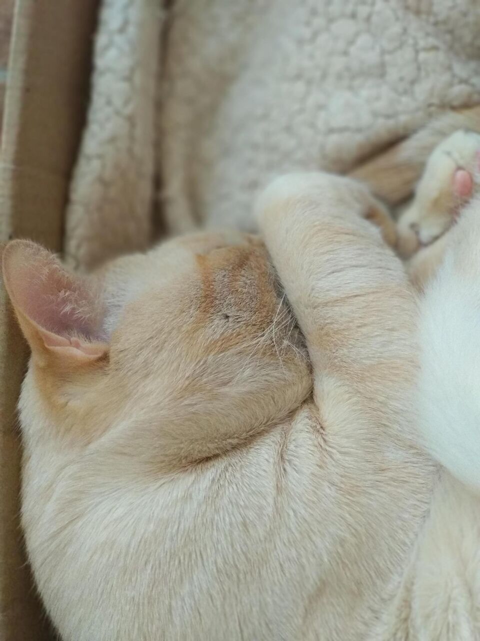 画像たくさん 可愛い動物の画像スレ ゆるりとあにまる通信 画像たくさん 可愛い動物の画像スレ ゆるりとあにまる通信