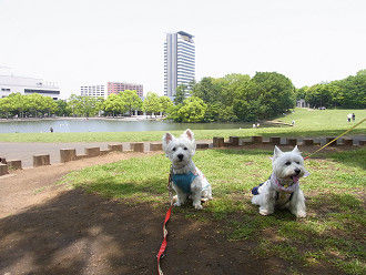 多摩センターデート 巻き毛のウエスティー Next