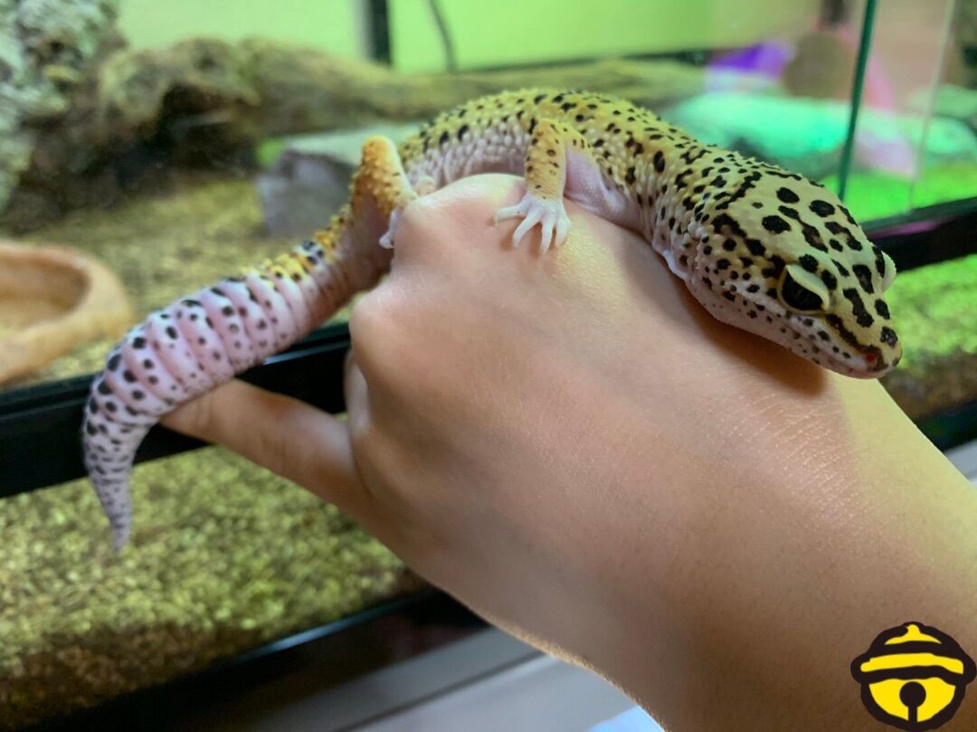 橋迫鈴 今日もトカゲと遊んでたんですけど 初めてぷんちゃんと遊べました ハロプロメモ 橋迫鈴 今日もトカゲと遊んでたんですけど 初めてぷんちゃんと遊べました ハロプロメモ