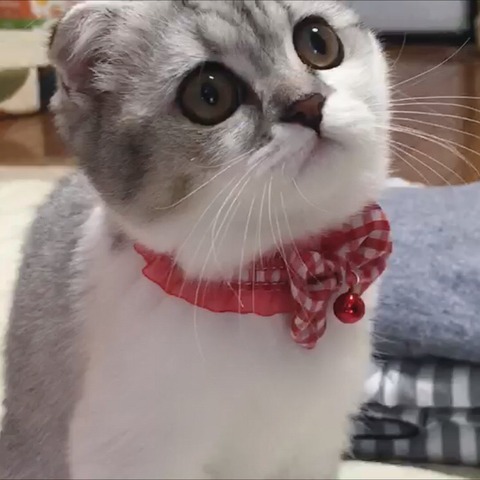 o0748074814232617323