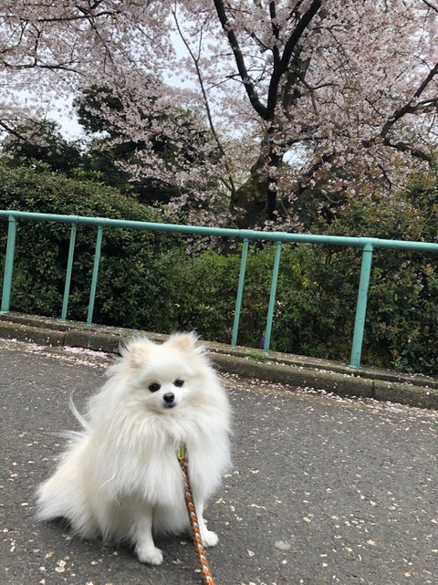 o0809108014736736329