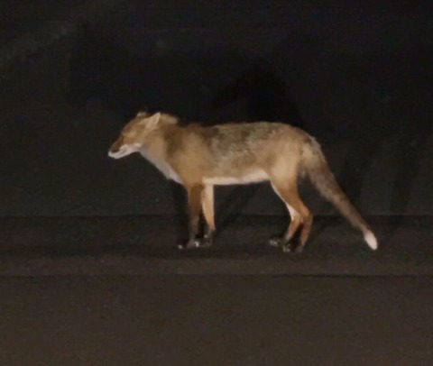 o0642054314509907658