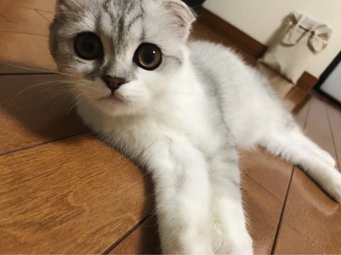 o1080081114227286575