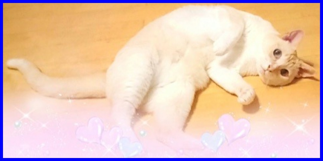 こぶしファクトリー<!--zzzこぶしファクトリー/zzz-->