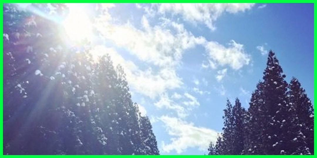 あいあいの写真が芸術的だと話題に!