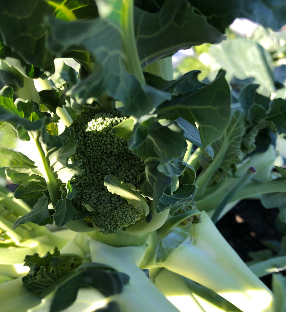 花蕾がつかなかったブロッコリーへの対策は 大当たり へなちょこ写真ブログ