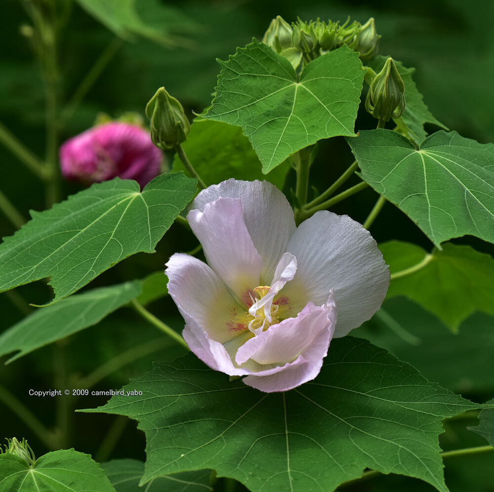 酔芙蓉の花に魅せられて へなちょこ写真ブログ