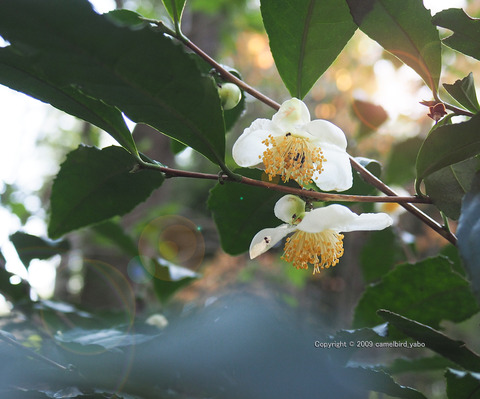 お茶の花の色は へなちょこ写真ブログ