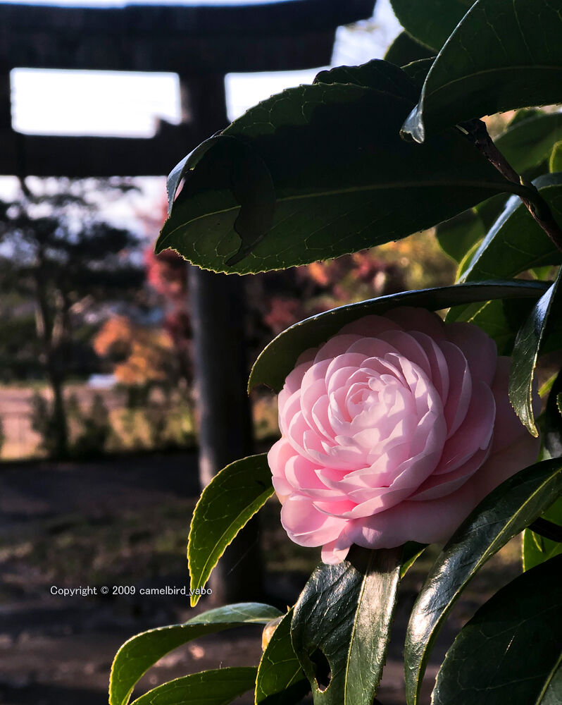 花の少ない時期に咲き 主張するサザンカ 山茶花 へなちょこ写真ブログ