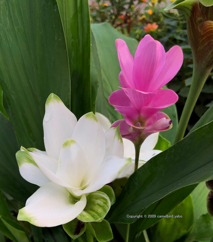 外国原産の花 クルクマ へなちょこ写真ブログ
