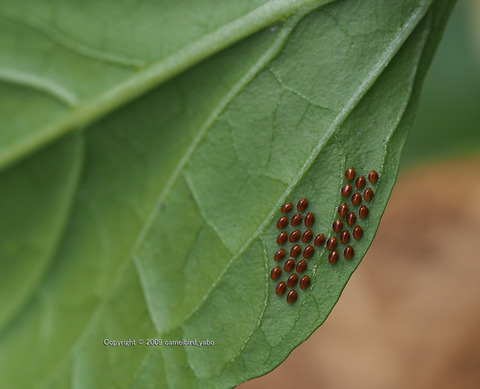 ピーマンの葉の裏にホオズキカメムシの卵が産み付けられていた へなちょこ写真ブログ