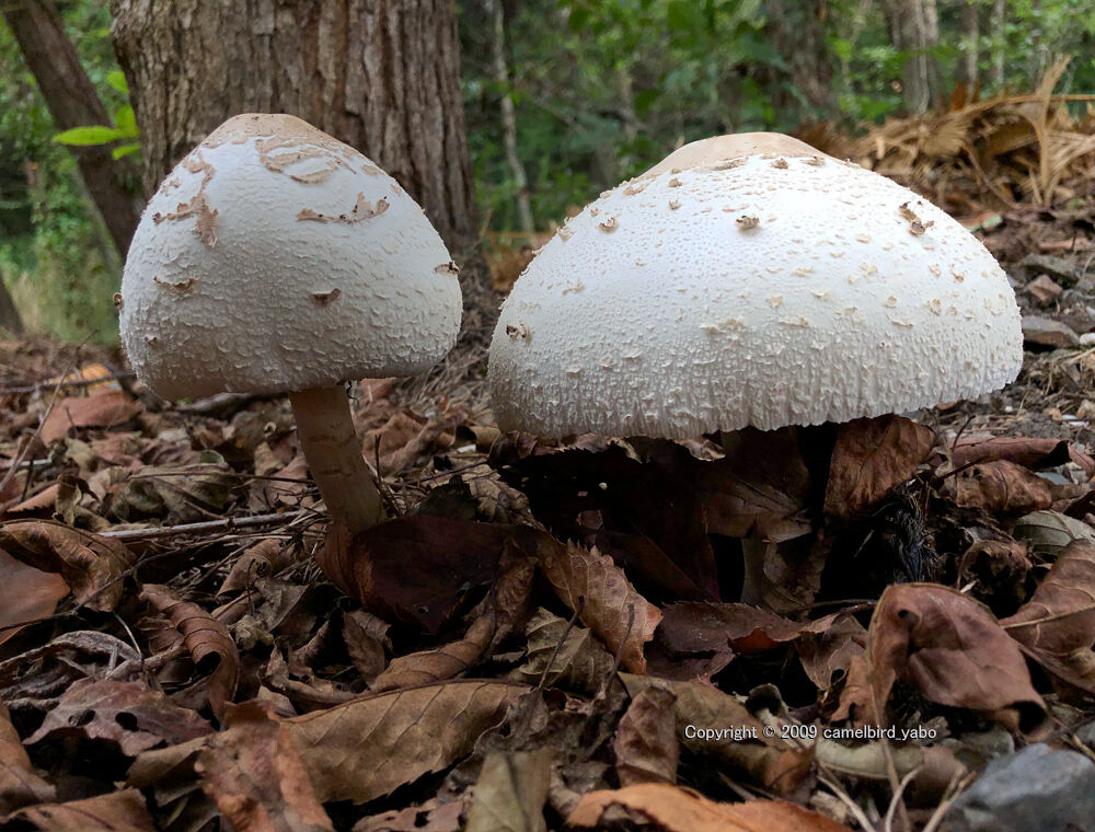 白いキノコ へなちょこ写真ブログ