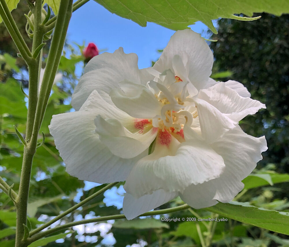酔芙蓉の花に魅せられて へなちょこ写真ブログ 酔芙蓉の花に魅せられて へなちょこ写真ブログ