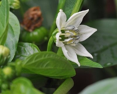 ピーマンの自家受粉 へなちょこ写真ブログ