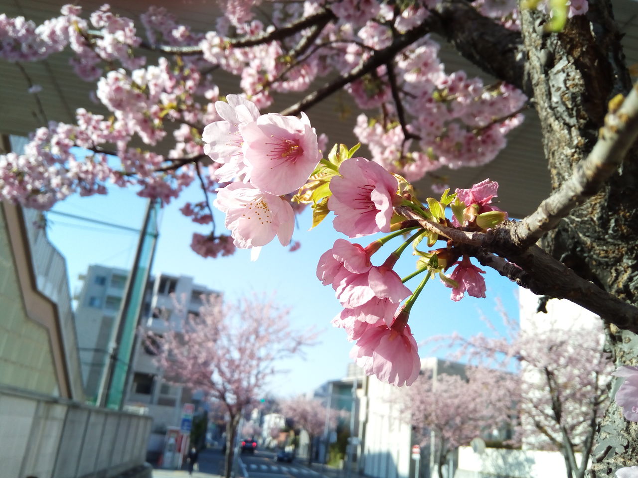 名古屋は桜満開 ブラックダイヤモンドzポールの修理 その へなちょこマラソン部 名古屋支部ブログ