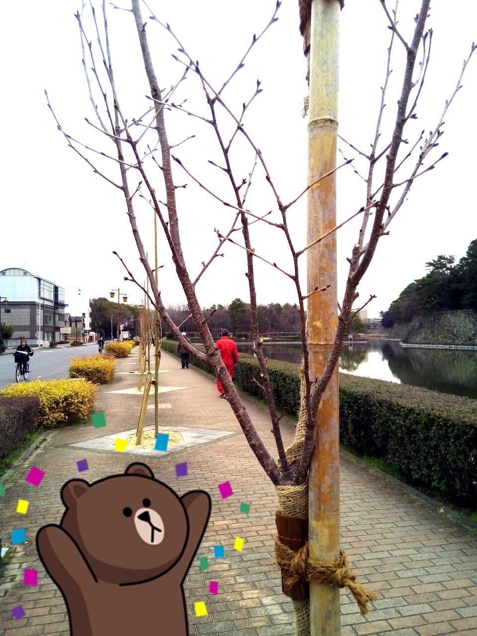 さくら道 名古屋は桜で満開ですぞ ﾟdﾟ ﾟdﾟ ｺﾞﾙｯﾎｰ さくら道国際ネイチャーランは中止だけどなｗｗ へなちょこマラソン部 名古屋支部ブログ