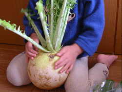 無農薬野菜ミレー