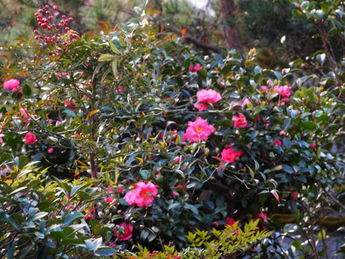 庭の花木に赤い花が咲く 尾根の散策