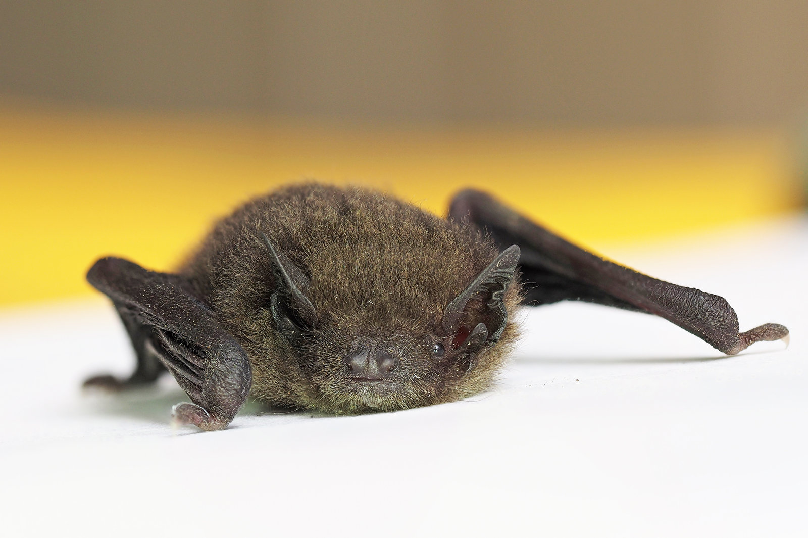 アブラコウモリ 日々是口実