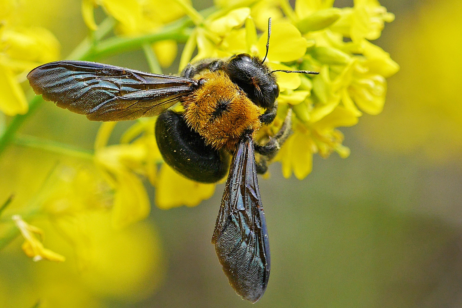 他人とは思えない クマバチ 日々是口実 他人とは思えない クマバチ 日々是口実