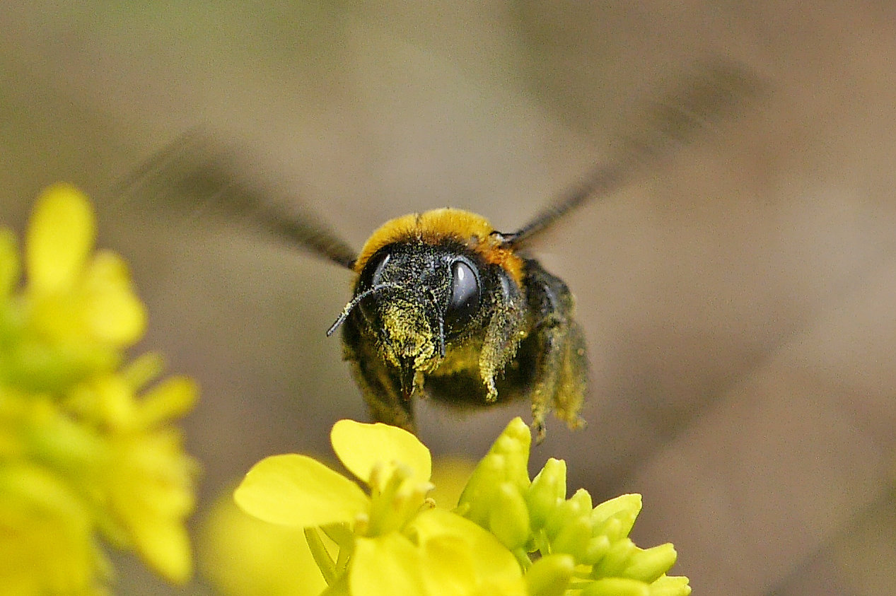 他人とは思えない クマバチ 日々是口実 他人とは思えない クマバチ 日々是口実