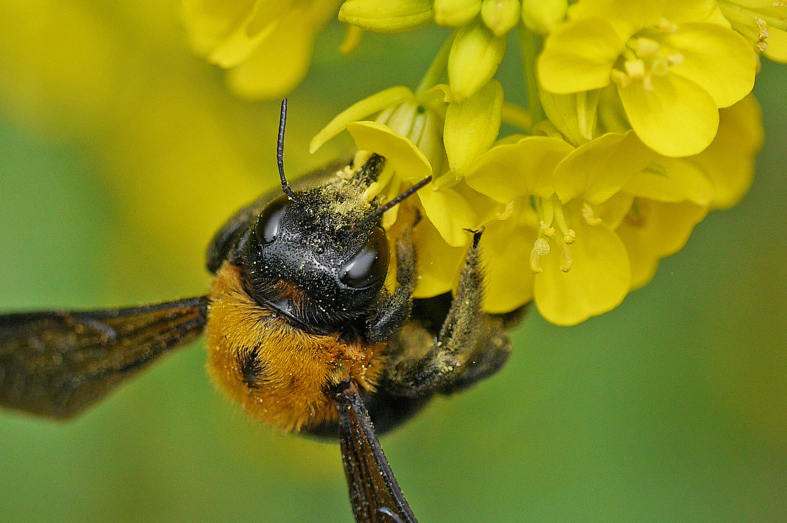 他人とは思えない クマバチ 日々是口実 他人とは思えない クマバチ 日々是口実