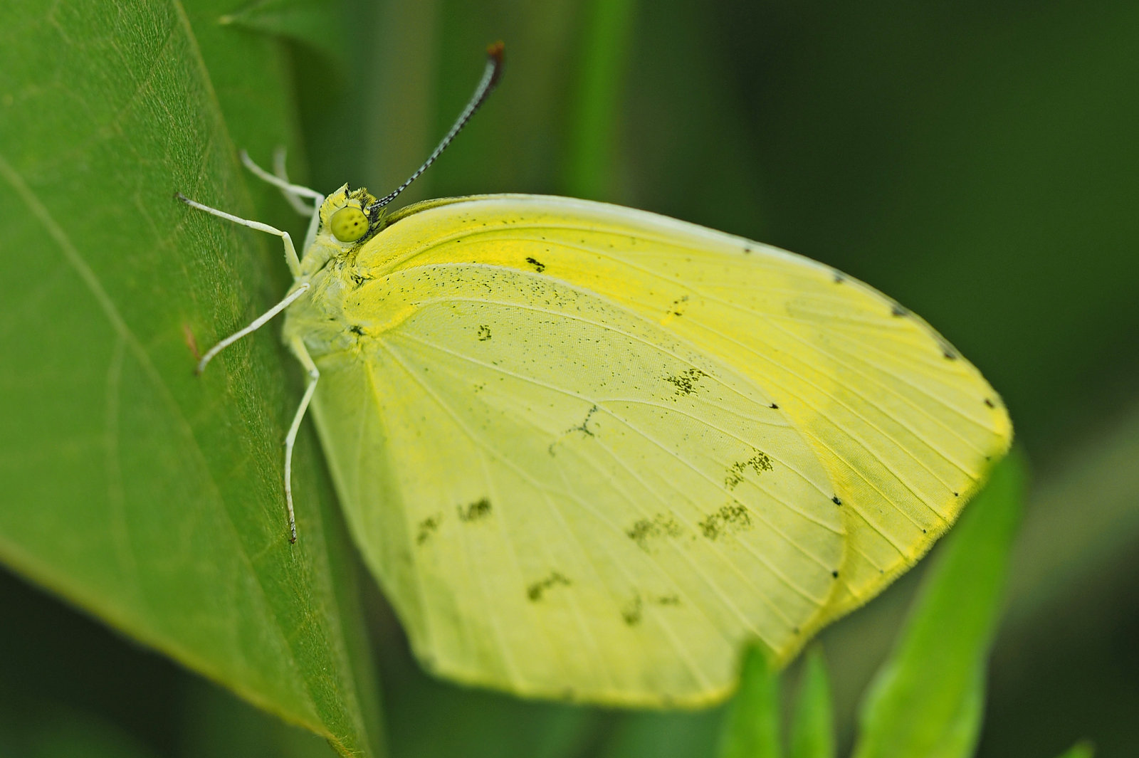 キチョウ キタキチョウなのでしょうか 日々是口実