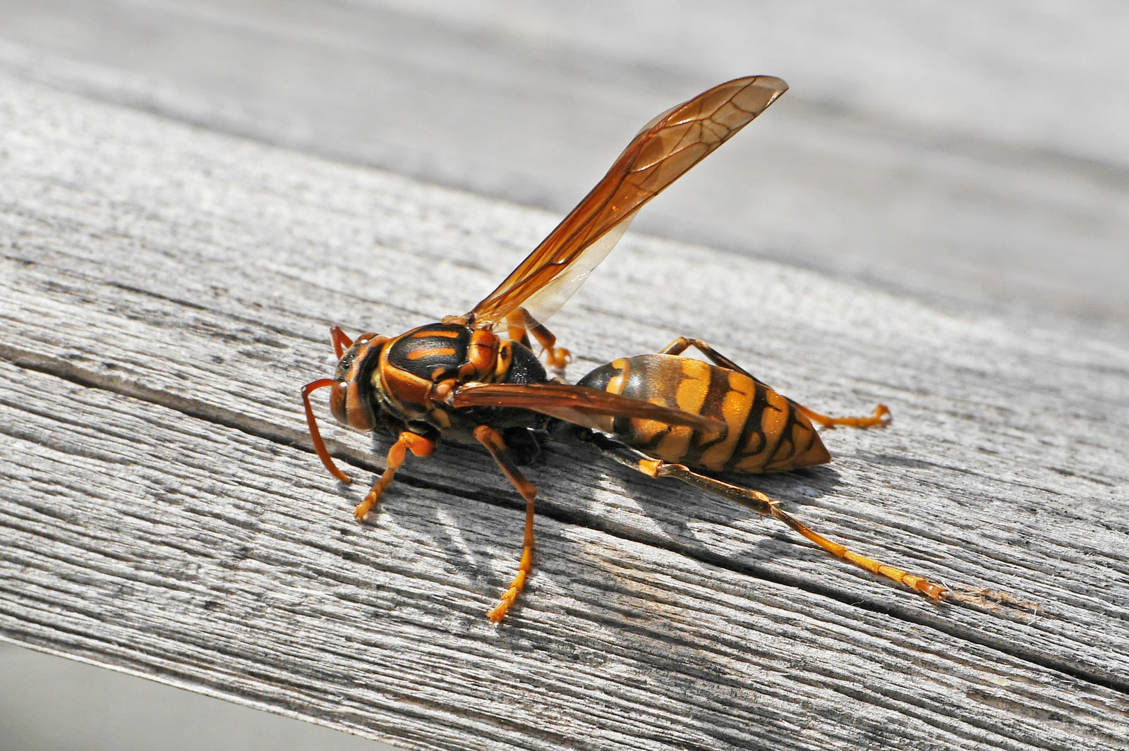 ハチの季節がやってきました セグロアシナガバチ 日々是口実