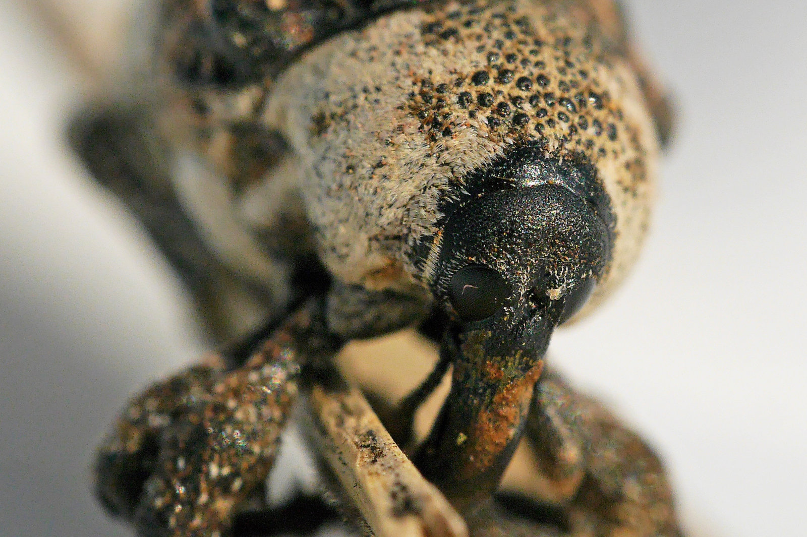 オジロアシナガゾウムシ かわいい 日々是口実