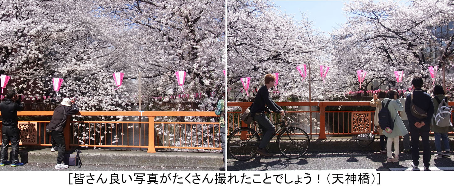 とおくの細道 東京散歩 目黒の桜 目黒川 中 Henkyのブログ