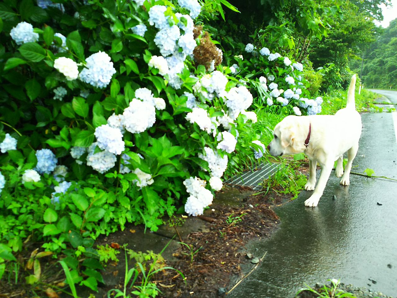 花 に こめ へん