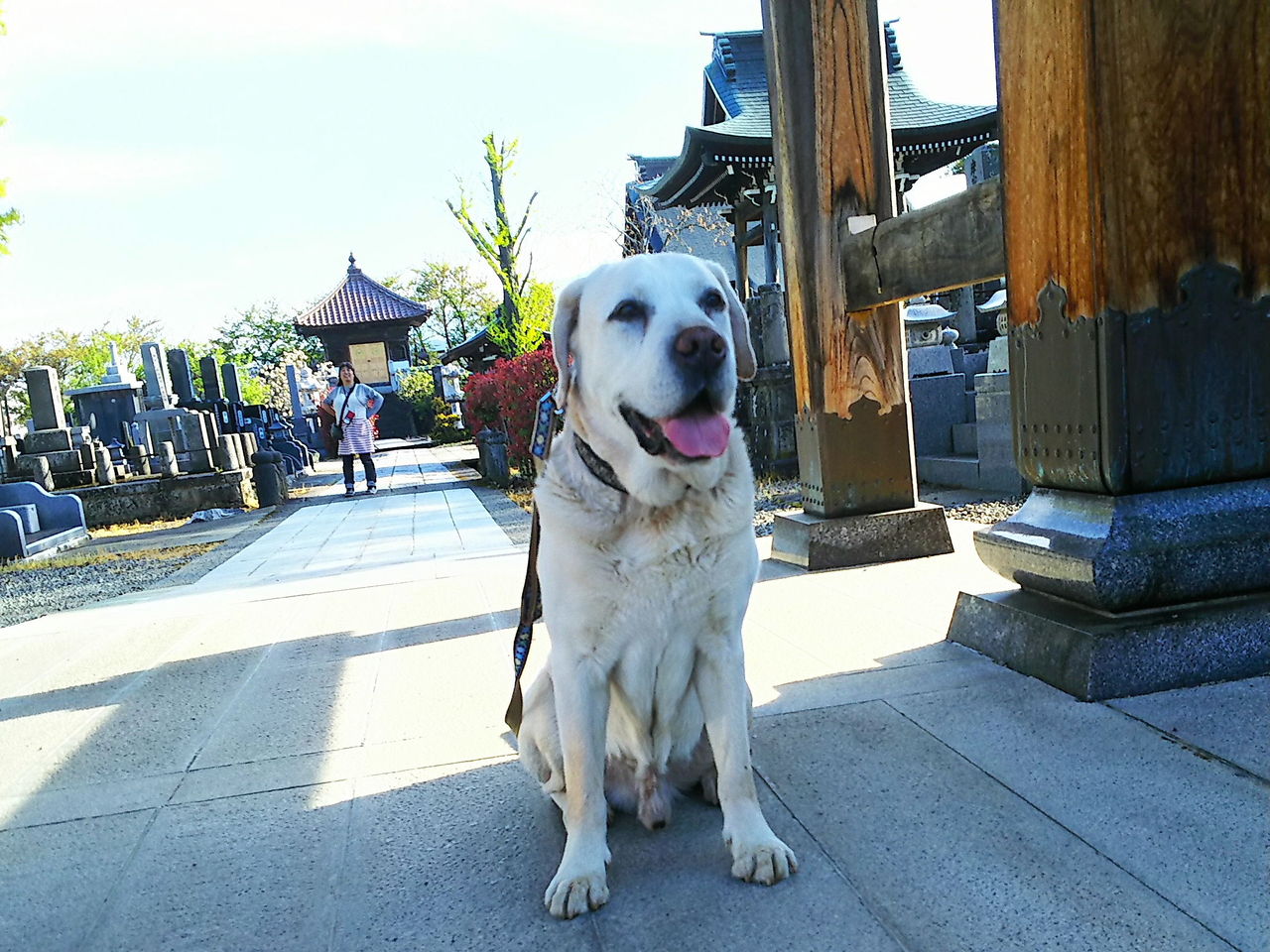福島の空が綺麗ですね 飲んでも効かない サプリ 一覧 へんおじの闘病記 福島の空が綺麗ですね 飲んでも効かない サプリ 一覧 へんおじの闘病記