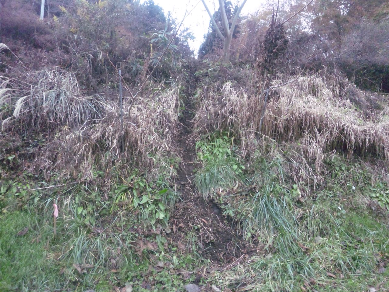 獣道がたくさんできています へんおじの闘病記