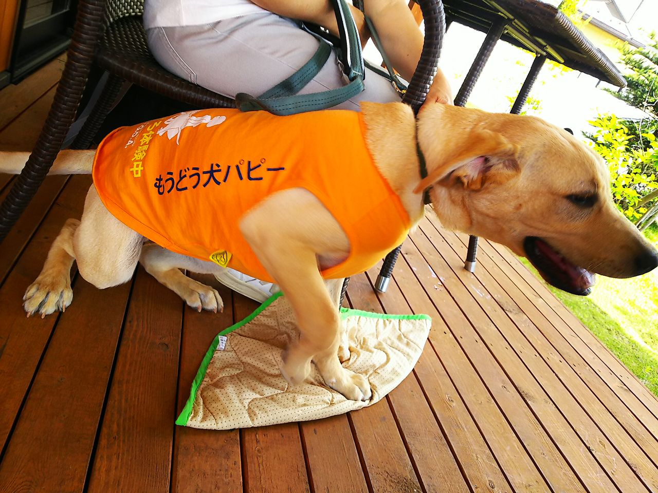 盲導犬パピー オブ君 殺虫剤で蚊が増加 へんおじの闘病記